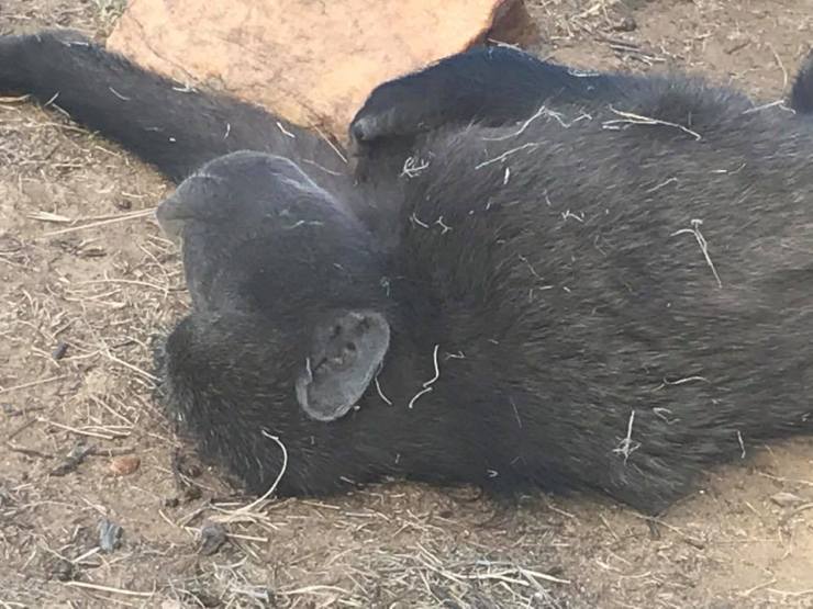 27867001_389507544855856_2818835342232618852_n