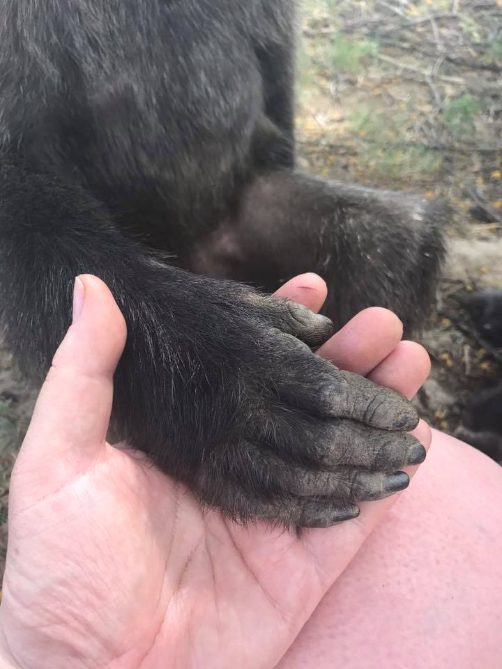 28276853_1549797691742139_4040213032460605641_n