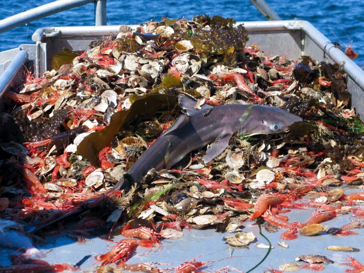 Image result for bycatch